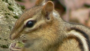 PICTURES/Kancamagas Highway/t_Chipmonk Closeup1.JPG